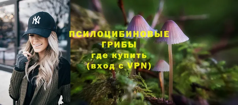 Галлюциногенные грибы Psilocybe Котельники